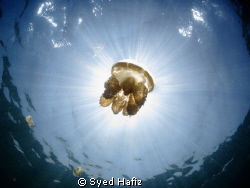 Jellyfish Lake Kakaban, S100 + wide angle +dual inon Z240... by Syed Hafiz 